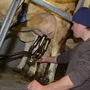 Im Durchschnitt produziert ein Bauer in Osttirol 40.000 Kilogramm Milch im Jahr 