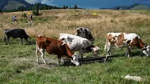 ABD0024_20200916 - OBERÖSTERREICH - ÖSTERREICH: ++ THEMENBILD ++ Wanderer gehen am Schafberg an einer Herde weidender Kühe am Dienstag, 15. September 2020, vorbei. Das Zusammentreffen von Weidekühen mit Wanderern kann - besonders, wenn letztere von einem Hund begleitet werden - zu einer potenziellen Gefahr werden. - FOTO: APA/BARBARA GINDL
