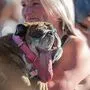 Bulldogge "Zsa Zsa" holte sich den Sieg