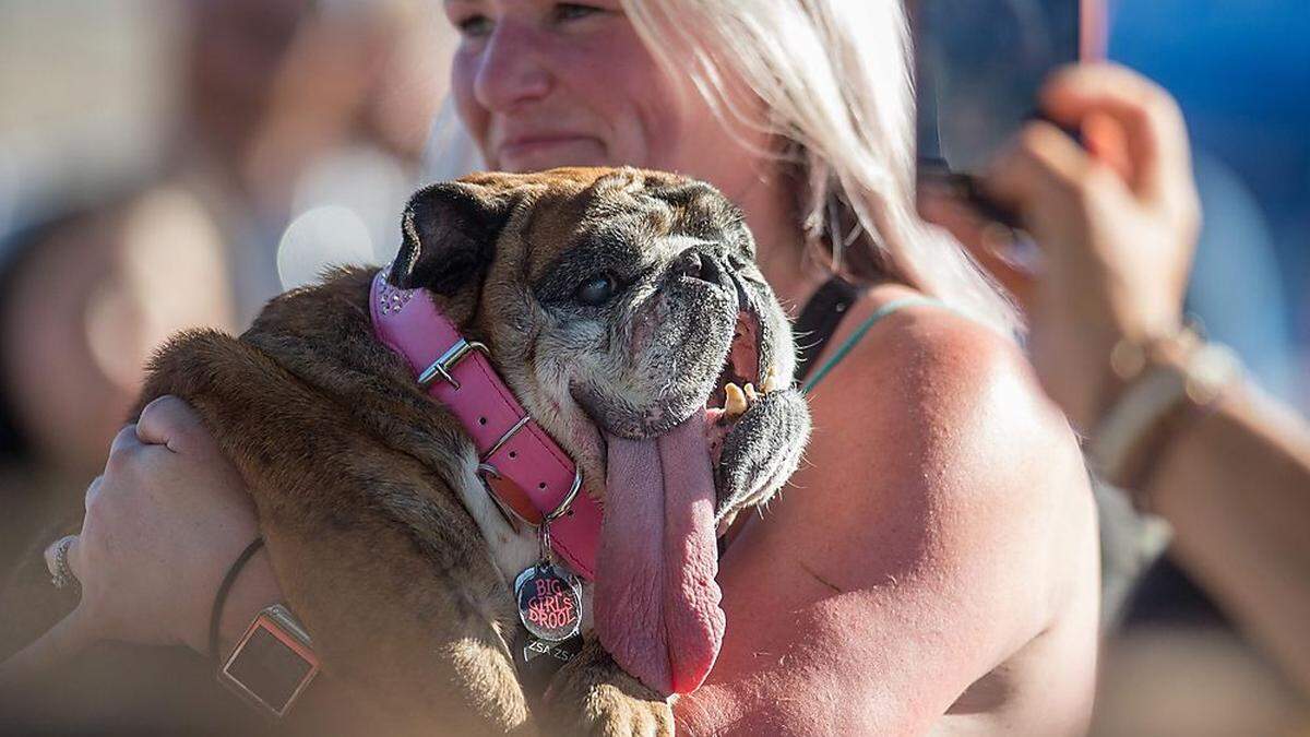 Bulldogge &quot;Zsa Zsa&quot; holte sich den Sieg