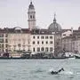 Der Delfin bewegt sich 
im stark frequentierten  
Becken von San Marco