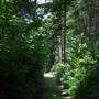 In diesem Bereich bei Rinkolach waren die Kinder unterwegs, bevor sie sich im Wald verirrt haben  