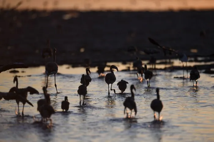Dem Unternehmen gehört der rosafarbene Salzsee in der Camargue, an dessen Ufern und weiteren Gewässern demnach in diesem Jahr eine Rekordzahl an Flamingos unterwegs ist.