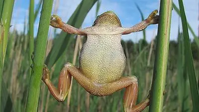 Für das Foto dieses Laubfrosches wurde Dietmar Streitmaier ausgezeichnet 