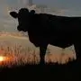 A cow is silhouetted against the rising sun as it stands on a pasture at the Loferer Alm, in the Austrian province of Salzburg, on Tuesday, July 17, 2014. The weather is expected to stay friendly and warm. (AP Photo/Kerstin Joensson)