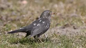 Ein geflecktes Amsel-Männchen
