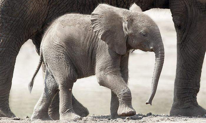 Babyelefant: Rising Star des Krisenvokabulars