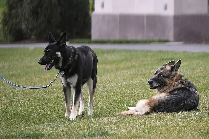 Schäferhund Major werde das Weiße Haus vorübergehend wieder verlassen, um ein spezielles Training zu bekommen, wie sich ein Präsidentenhund zu verhalten hat, wie ein Sprecher von First Lady Jill Biden am Montag mitteilte.