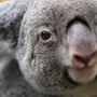 In vielen Landesteilen Australiens sind Koalas bereits ausgestorben. 