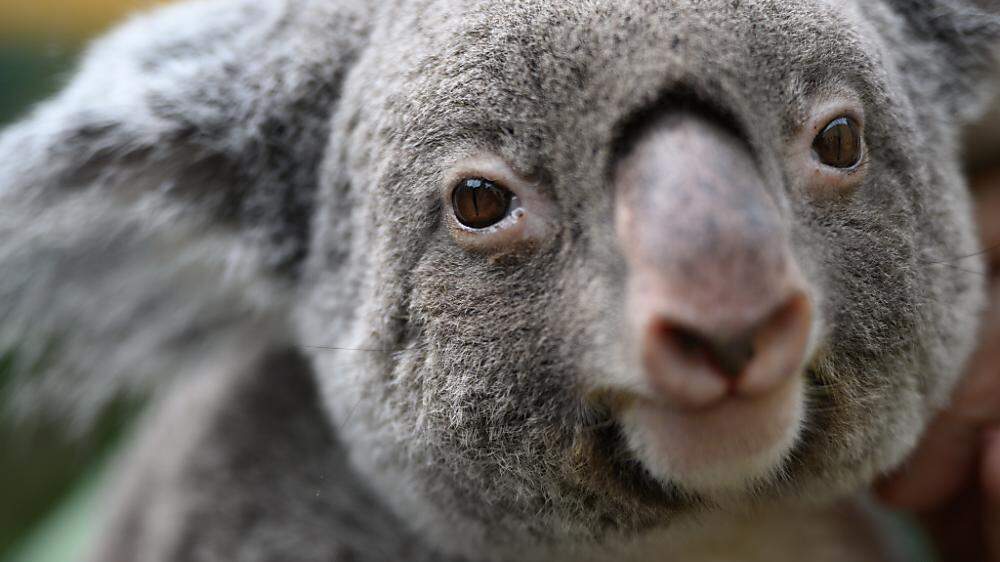In vielen Landesteilen Australiens sind Koalas bereits ausgestorben. 
