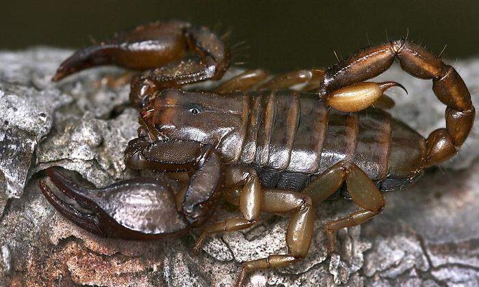 Einer der größeren Skorpione: der Italienskorpion 