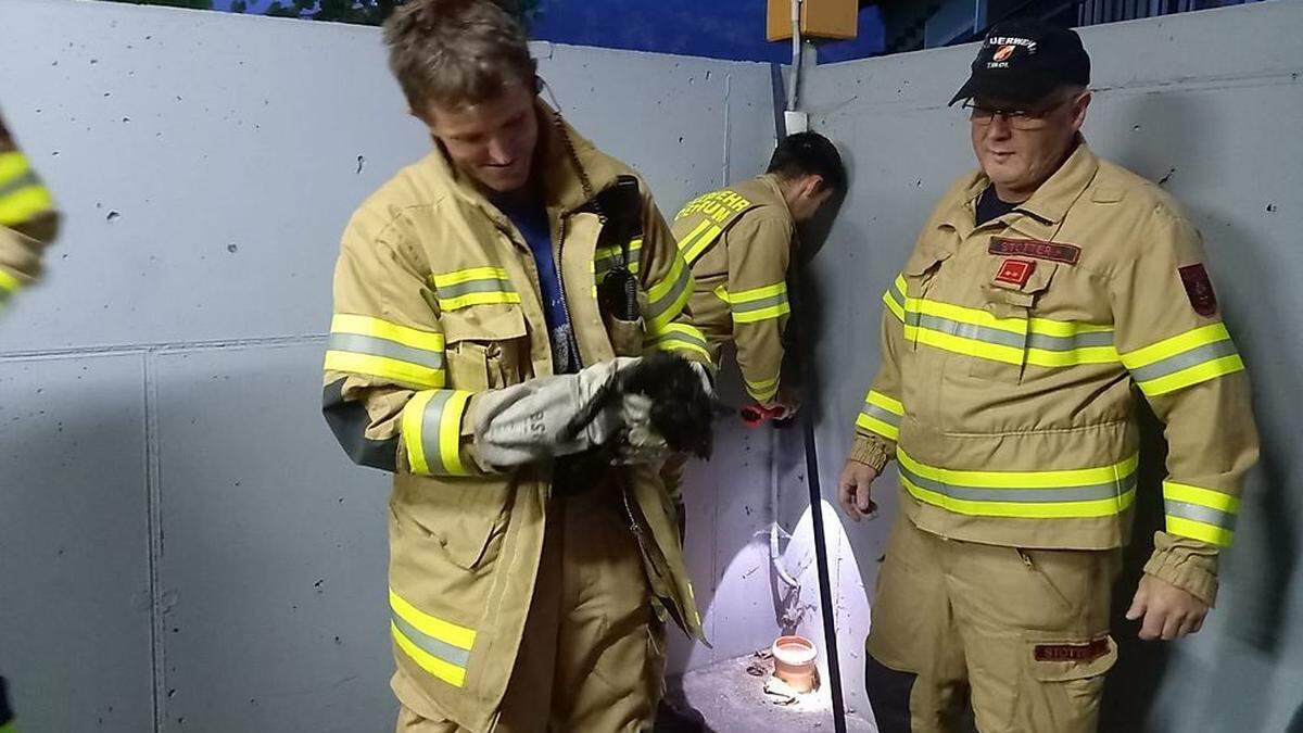 Die Feuerwehrmänner freuten sich sichtlich über die geglückte Rettung des Stubentigers