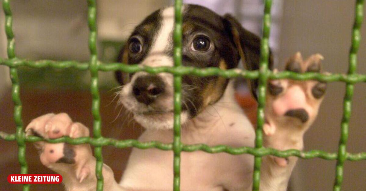 Von der Hundesteuer bis zum Mozartkeller: Das rot-rosa Wien setzt auf massive Gebührenerhöhungen