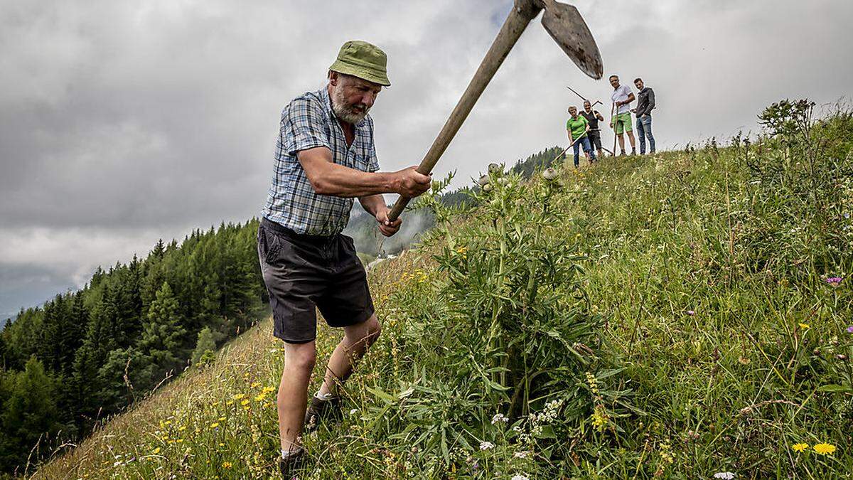 Sepp Greimel rückt der Distel zu Leibe