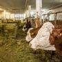Vor allem Landwirte, die Tiere halten, wurden vom HCB-Skandal schwer getroffen