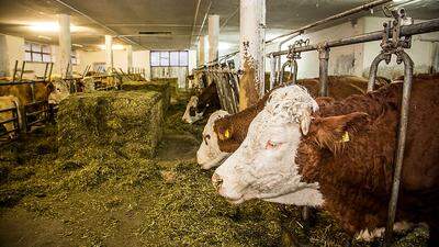 Vor allem Landwirte, die Tiere halten, wurden vom HCB-Skandal schwer getroffen