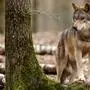 Wolf Tier Wald; sujet