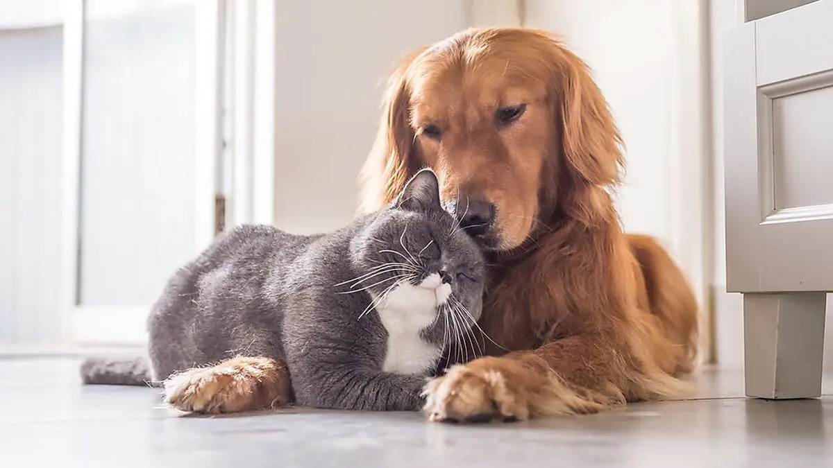 British cat and Golden Retriever
