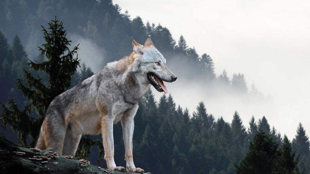 Die Rückkehr des Wolfes sorgt für viele Diskussionen in der Steiermark	