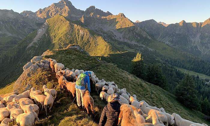 Eine Herde wundervoller Schafe  bevölkert über den Sommer den Hauser Kaibling. Vielleicht trefft ihr euch 