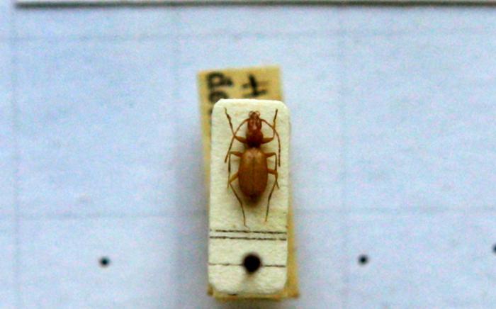 Hitler-Käfer | Ein Anophthalmus hitleri, ein Hitler-Käfer unter einem Mikroskop in der Zoologischen Staatssammlung in München