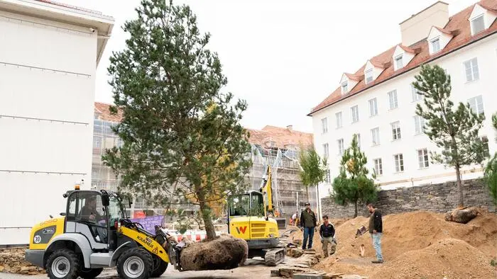 Gelber Radlader transportiert einen großen Baum an einer Baustelle mit Personen und Gebäuden.