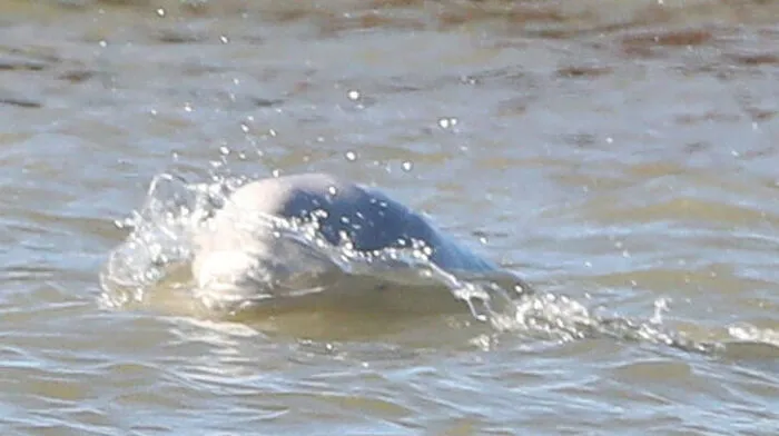 Weiße Belugas kommen an sich vor den Küsten Alaskas, Kanadas und Russlands vor, dieser wurde in der Themse gesichtet