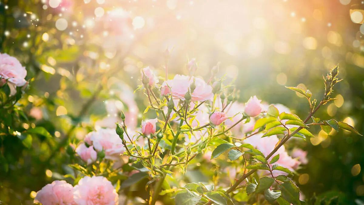 Ein zarter Hauch von Hoffnung: Rosen in Afghanistan