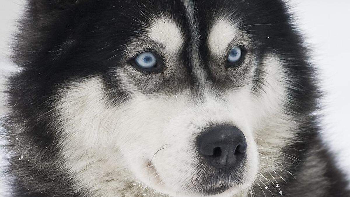 Der Husky war vor einem Wohnhaus angeleint (Sujetbild)