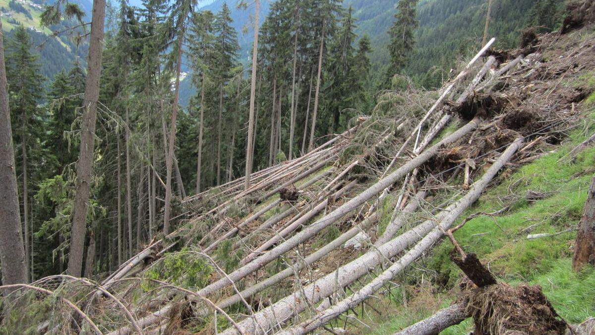 Gefährdetes Holz sollte rechtzeitig aus dem Wald entfernt werden