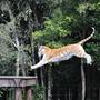 Ein Bengalischer Tiger in Dreamworld (Foto aus dem Jahr 2010)