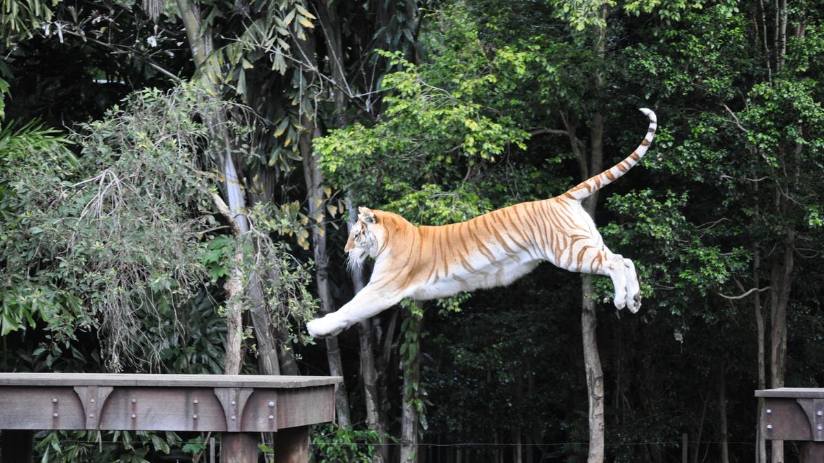 Ein Bengalischer Tiger in Dreamworld (Foto aus dem Jahr 2010)