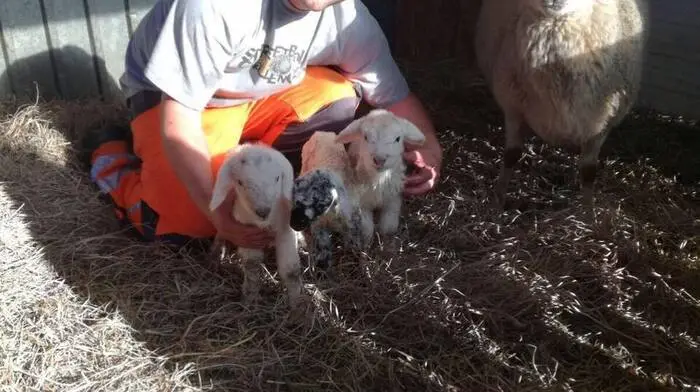 Treffner mit den drei jungen Schafen Ilvy, Peter und Paul