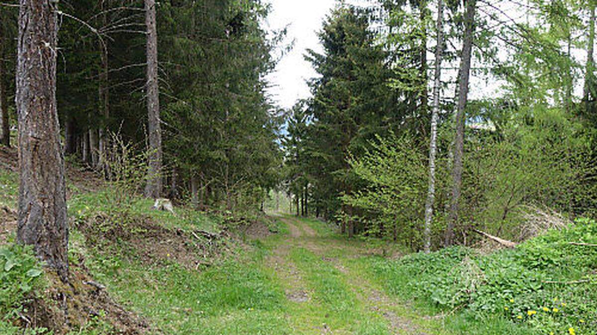 Das betroffene Waldstück