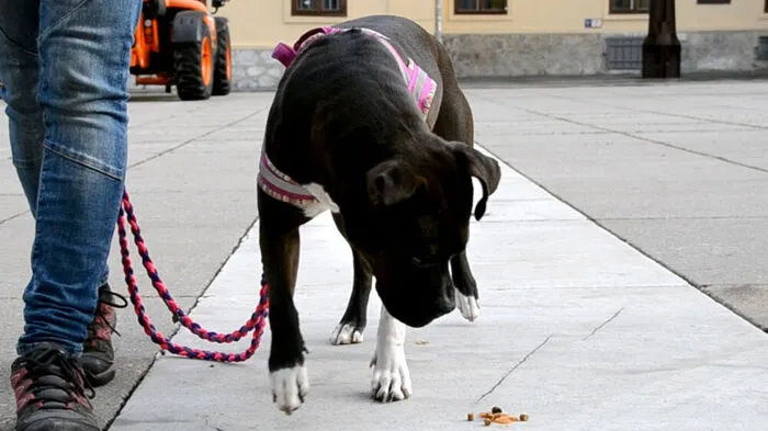 In Wildon und Umgebung legte ein Hundehasser Giftköder aus. Mehrere Hunde schluckten die heimtückischen Köder.