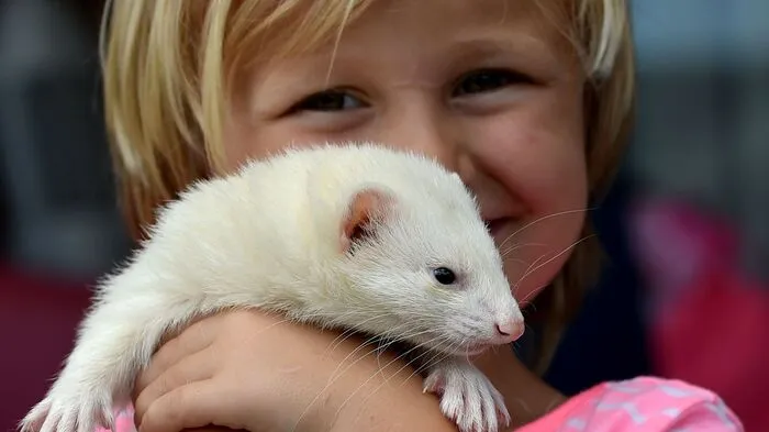 Der Australian Veterinary Association zufolge haben Australier immer öfter seltene Tiere in ihren Häusern. Hier: Die vierjährige Sammi mit einem Albino-Frettchen.