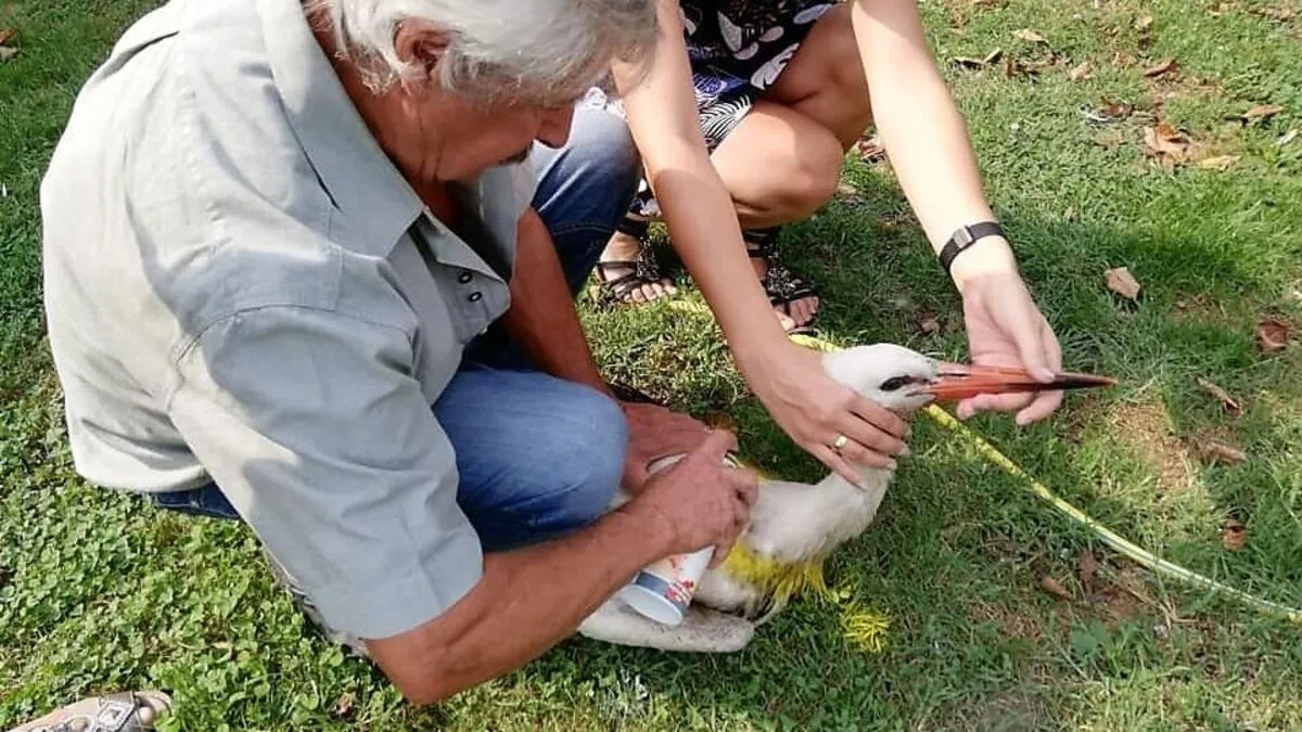 Storch "Stinki" geht es mittlerweile wieder gut