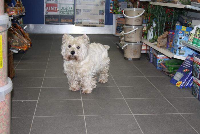 Die West Highland Terrier-Hündin namens "Fanny" ist Pasterks Haustier und ebenfalls für eine besondere Kundenbetreuung zuständig