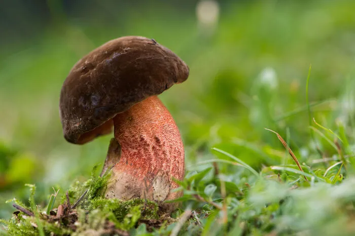 Hexen-Röhrling: Der Flockenstielige Hexen-Röhrling ist roh unverträglich, gekocht wird er aber zum hervorragenden Speisepilz. Die Hutunterseite hat leuchtend orangerote Poren und das gelbe Fleisch läuft bei Luftkontakt blaugrün an (kein Einfluss auf die Genießbarkeit). Zu finden ist er in Rotbuchenwäldern und bodensauren Nadelwäldern. Er ist ein Mykorrhiza-Pilz, der vor allem mit Fichten in Symbiose lebt. 