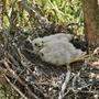Der Falke wurde auf 20 Metern Höhe ins Nest zurückgesetzt - wo ein zweites Jungtier wartete