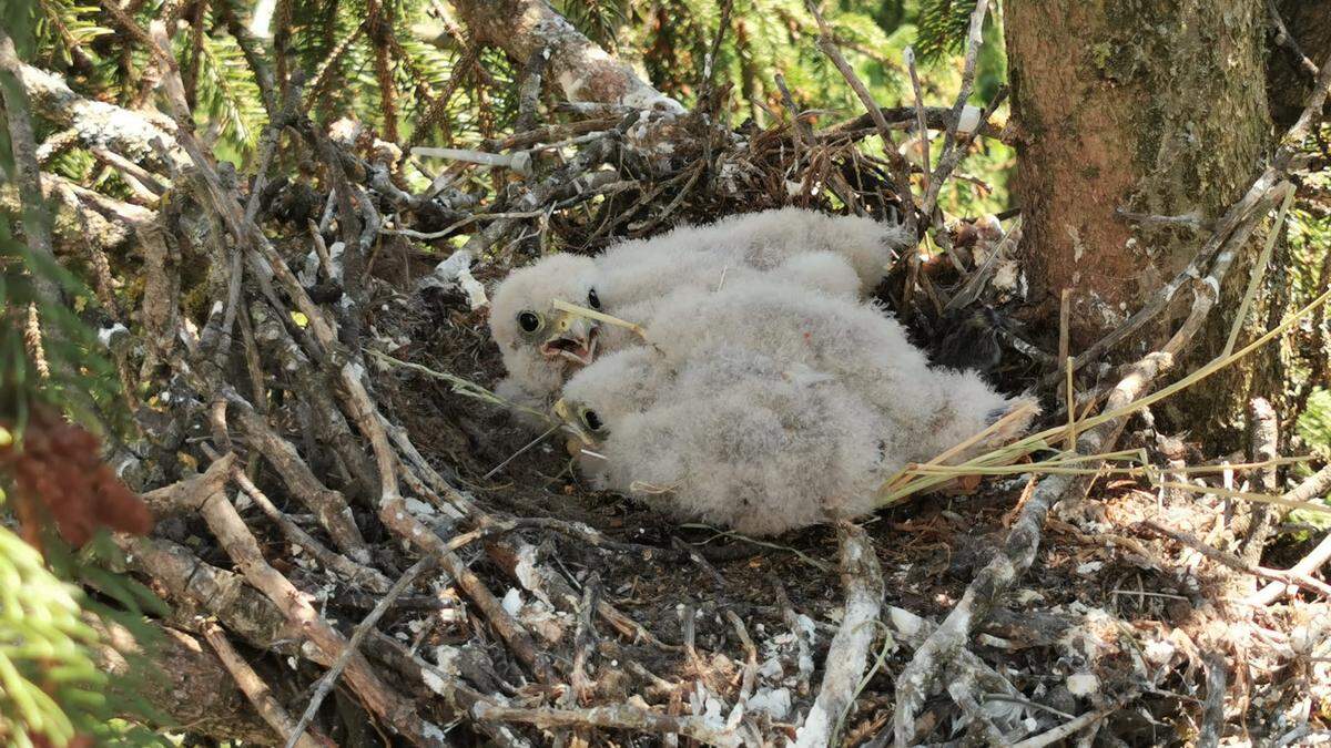 Der Falke wurde auf 20 Metern Höhe ins Nest zurückgesetzt - wo ein zweites Jungtier wartete