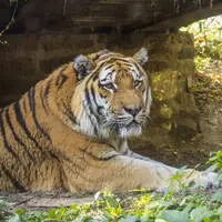 Ein KI-Video, auf dem zu sehen ist, wie Trump spielerisch mit einem Tiger ringt, sorgt für heftige Kritik