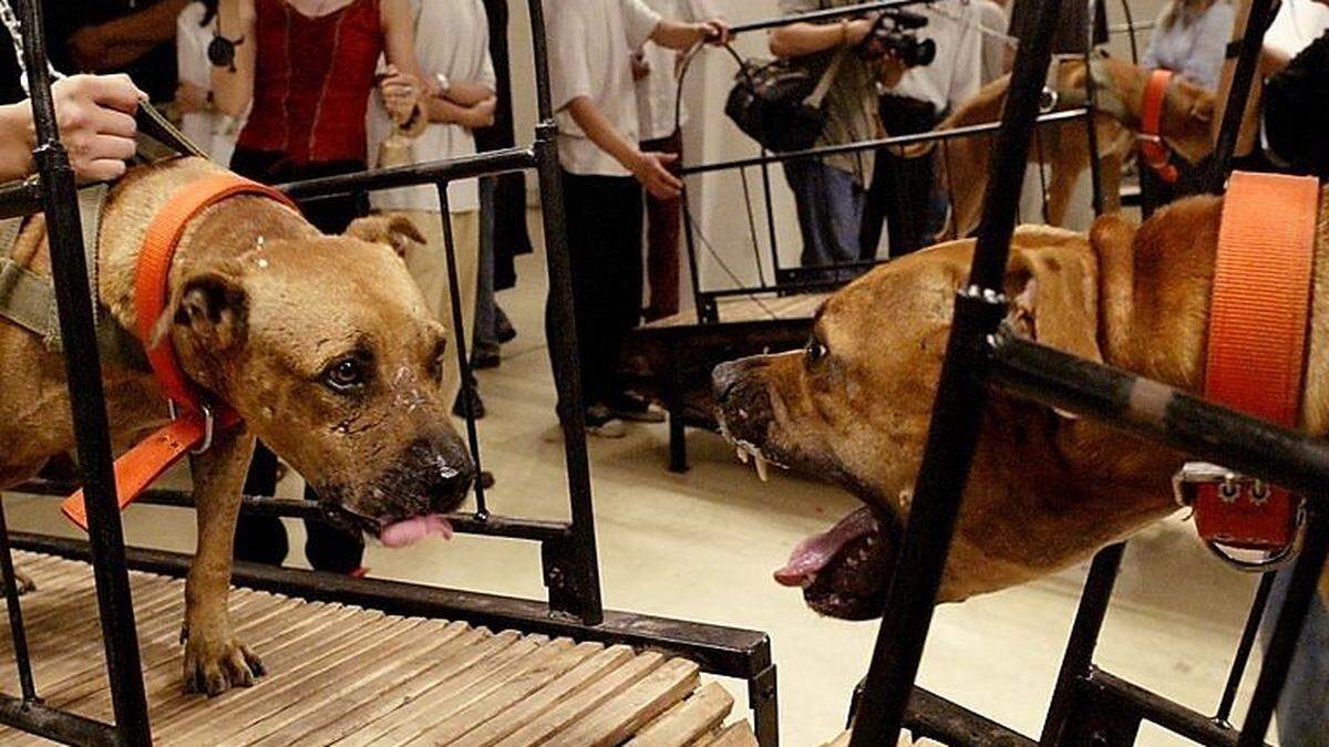 Zwei Pitbull-Hunde, die erfolglos versuchen, übereinander herzufallen: aus der Ausstellung entferntes Video von Sun Yuan und Peng Yu.