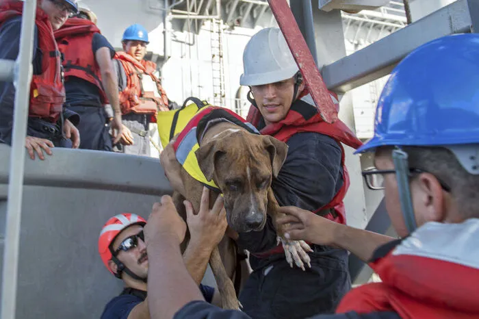 Hund "Zeus" wurde auch gerettet.