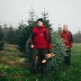 Christoph und Alexandra Grain beim Abernten der ersten Tannen