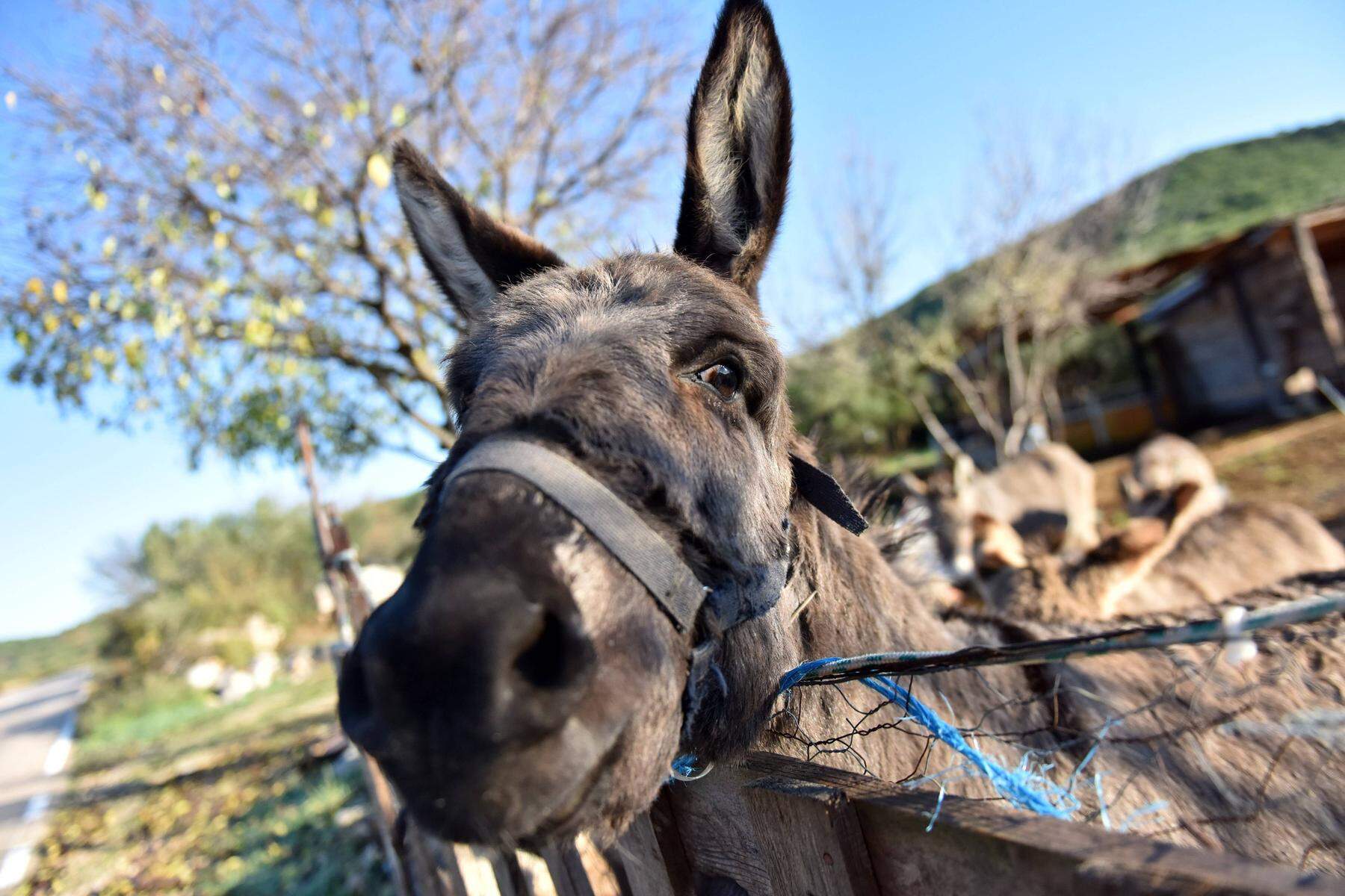 Lucky Donkey Shit: Wie man in Kroatien gutes Geschäft mit Esel-Äpfel macht