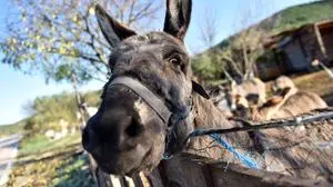 Donkey farm - Tribunj, Croatia 27.11.2016., Tribunj, Croatia - Donkey at the farm. PUBLICATIONxINxGERxSUIxAUTxHUNxONLY HrvojexJelavic/PIXSELL

Donkey Farm Tribunj Croatia 27 11 2016 Tribunj Croatia Donkey AT The Farm PUBLICATIONxINxGERxSUIxAUTxHUNxONLY HrvojexJelavic PIXSELL  