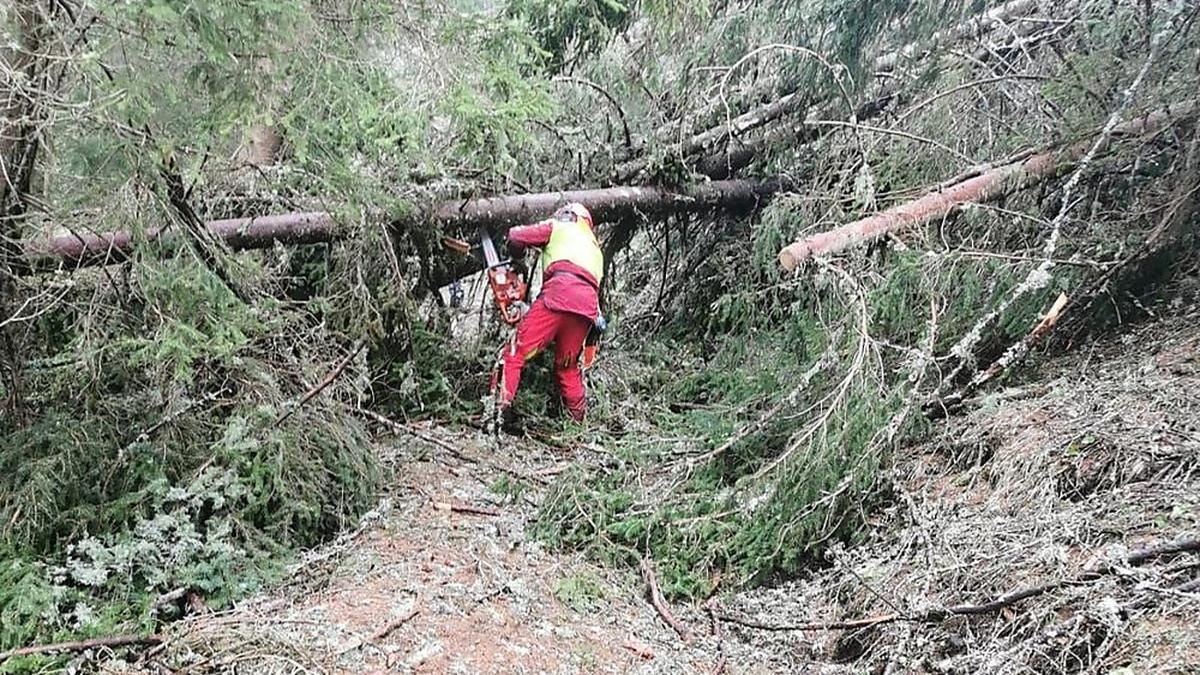 Mit viel Körpereinsatz befreiten die Kleibeife Wanderwege von entwurzelten Bäumen