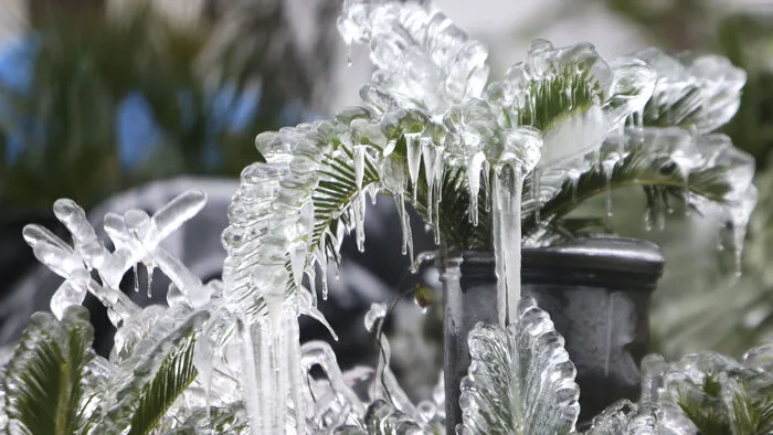 Eine feine Schneeschicht und Eis - beides ist derzeit im ansonsten warmen und sonnenverwöhnten US-Staat Florida zu finden.