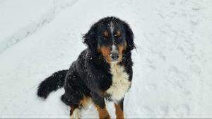 Berner Sennenhund Stella ist spurlos verschwunden